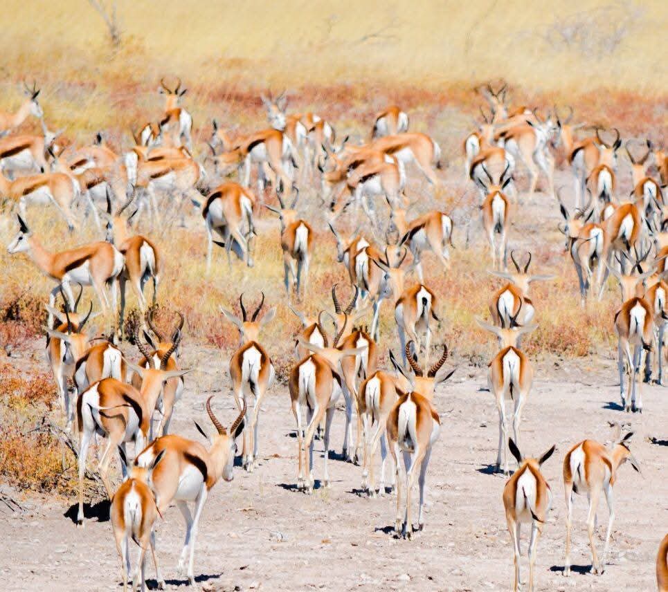 Road cutting through savannah